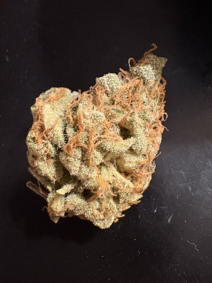 Ohio Grows Organic (@growsohio) on Twitter photo New phone… who dis???? 😂😂😂 finally got a new phone, and the camera is pretty crisp👀👀. This is The Granite Runtz by <a href="/Speedrunseeds/">SpeedRunSeeds</a> grown by me. Let’s grow baby!!! New phone… who dis???? 😂😂😂 finally got a new phone, and the camera is pretty crisp👀👀. This is The Granite Runtz by <a href="/Speedrunseeds/">SpeedRunSeeds</a> grown by me. Let’s grow baby!!!