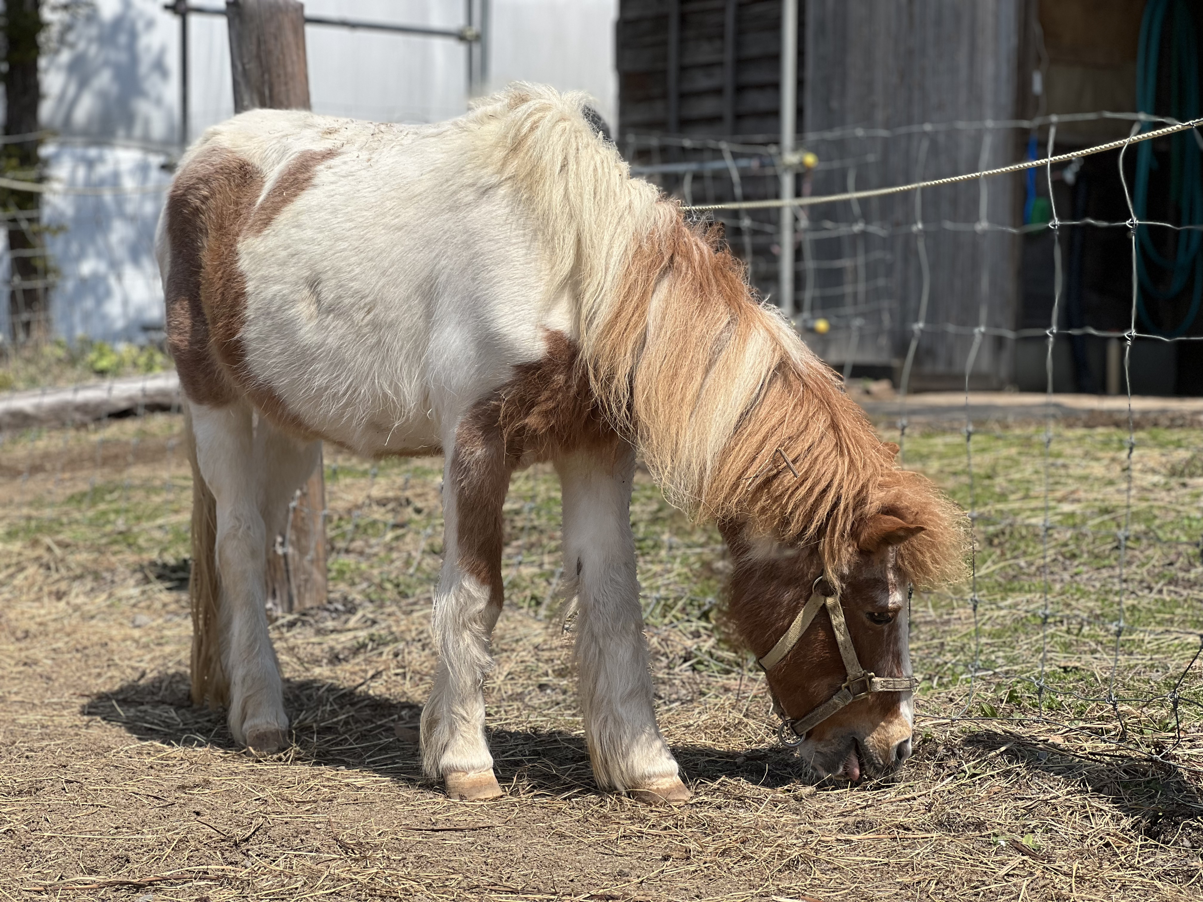 馬のポニー 桜太君お外へlet's goの巻 #こっこふぁーむふぁみりー #こっこ