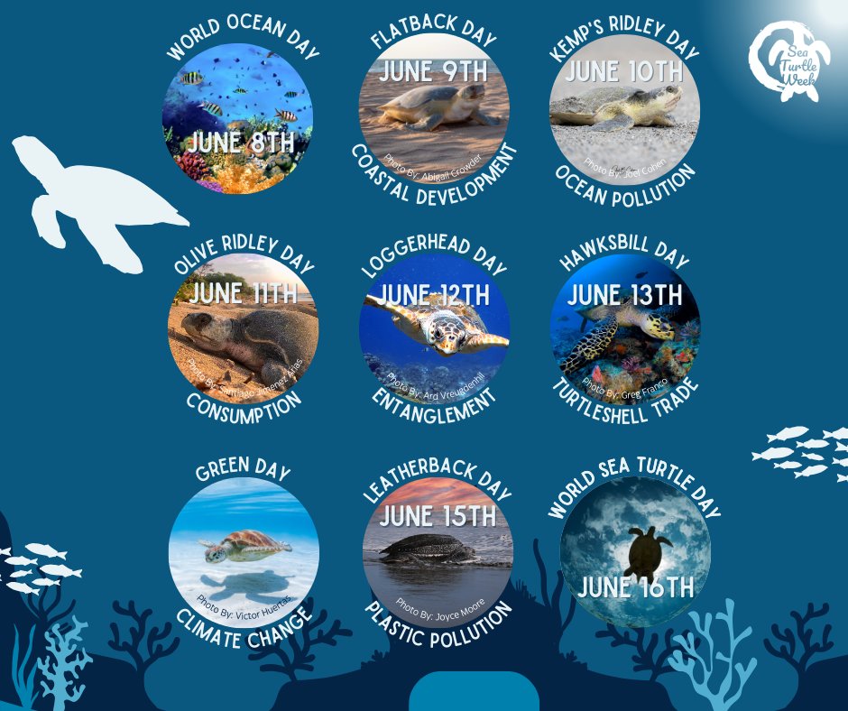 seaturtleweek's tweet image. Here's the schedule for 2025 #SeaTurtleWeek.