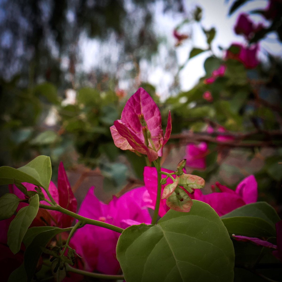 El sol palidece, solo se asomó tímidamente 
Y los árboles se abrazan y cantan 
Rie el prado, el jardín y la arbolada 
De felicidad las nubes lloran
Sus lágrimas causan alegría 
Y las flores brotan, se pintan de colores...

#SoloPoesía <a href="/500px/">500px</a> #fotografía