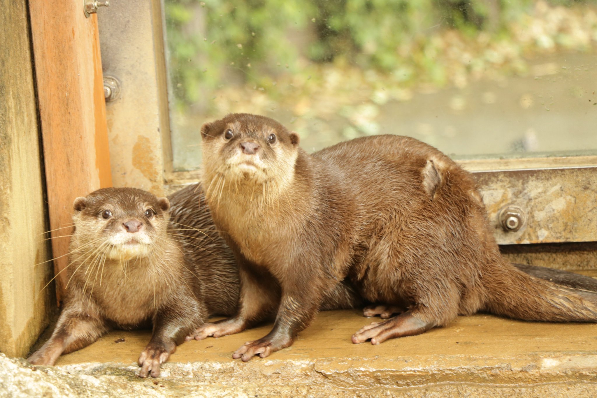 上野動物園［公式］ on X: 