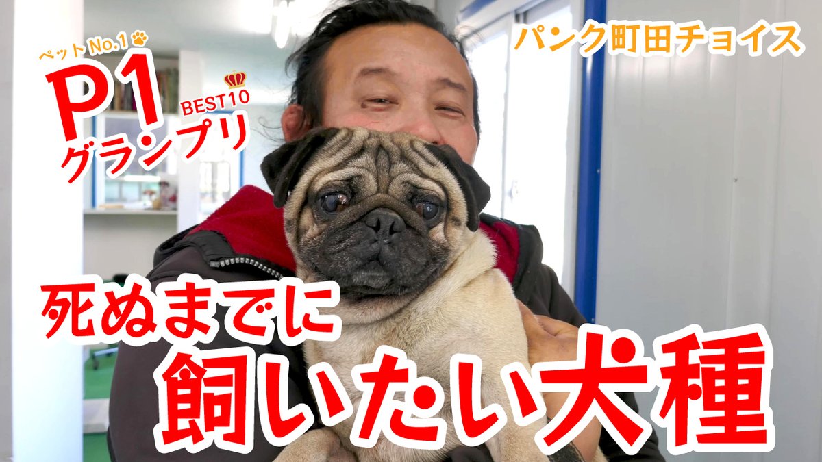 死ぬまでに飼ってみたい犬種ベスト10👑🐶
これまでに飼育したことがある犬種も含めて飼いたい犬種のランキングを発表します！🤗 #ペット #パンク町田

#YouTube👇
youtu.be/0M6tr3SteGI?si… <a href="/YouTube/">YouTube</a>より