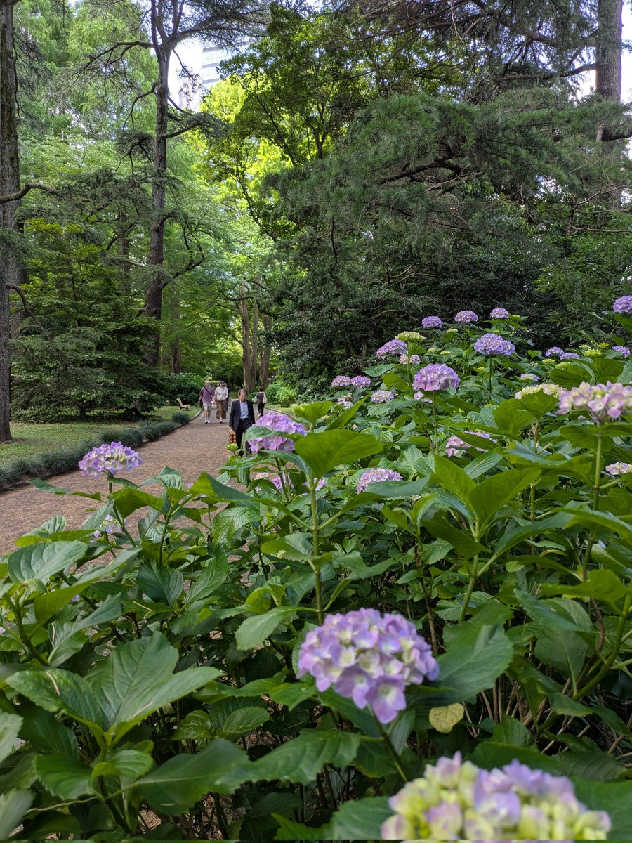 ５月２８日㊌☁

本日の営業時間
🕖１９時開店〜🕛２４時閉店

⛳🏌️‍♀️ゴルフ記念日⛳🏌️‍♂️
１９２７(昭和２)年、横浜の
保土ヶ谷カントリークラブで
第１回全日本オープンゴルフ選手権
大会が開催されました。

☘️新宿御苑(アジサイ)🥀