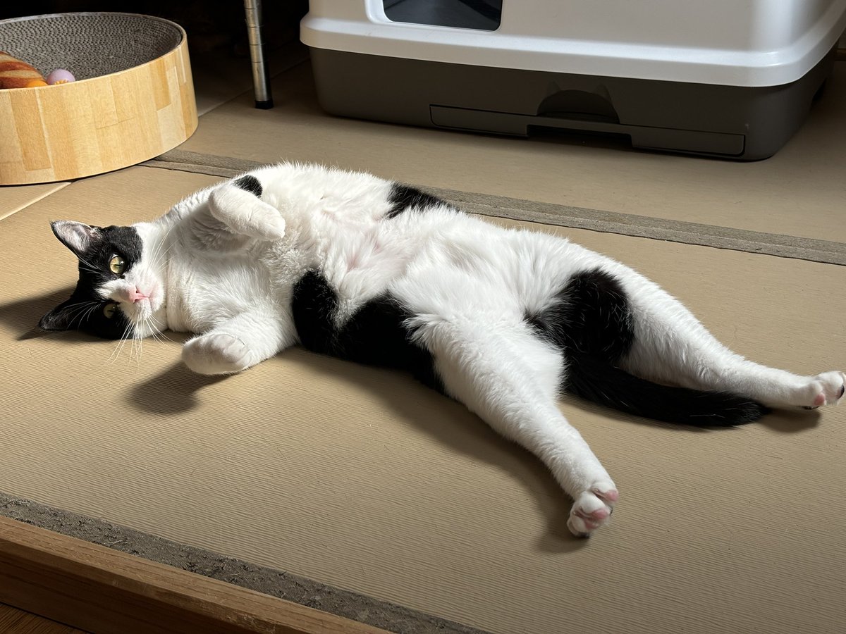 nyantamach222's tweet image. すみません🙇猫がビヨーンって伸びている写真下さい
長ければ長いほど良いです