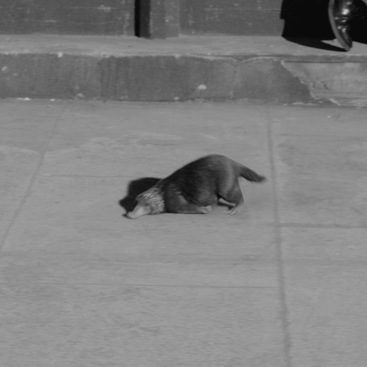 𝙼𝚊𝚐𝚒𝚌 𝙲𝚛𝚒𝚊𝚝𝚞𝚛𝚎𝚜 
𝚆𝚝𝚑 
𝙻𝚒𝚘𝚗 𝙼𝚘𝚝𝚑𝚎𝚛

 ▶ 𝙲𝚕𝚊𝚜𝚜 ◀

#CCriaturas𐙚Magicas