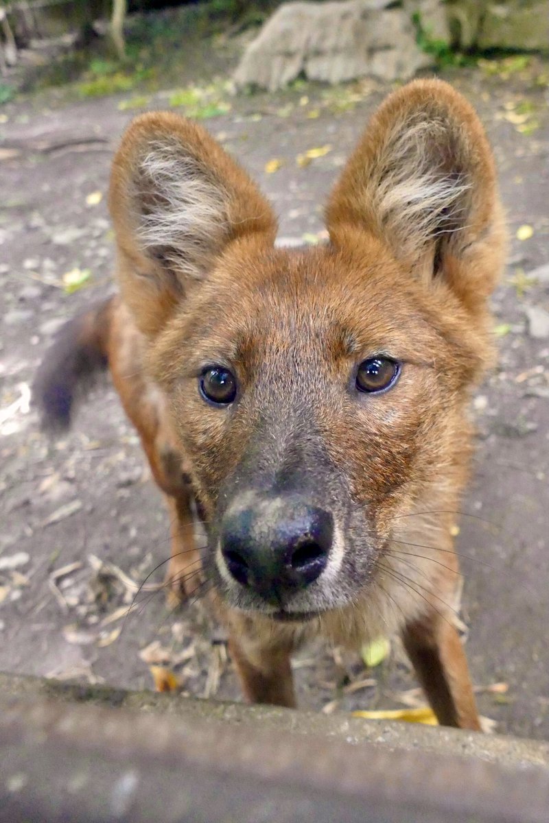 lycaon_remuru's tweet image. キツネじゃないよ、ほらよく見て🐾
#世界ドールの日 #WorldDholeDay 🎊