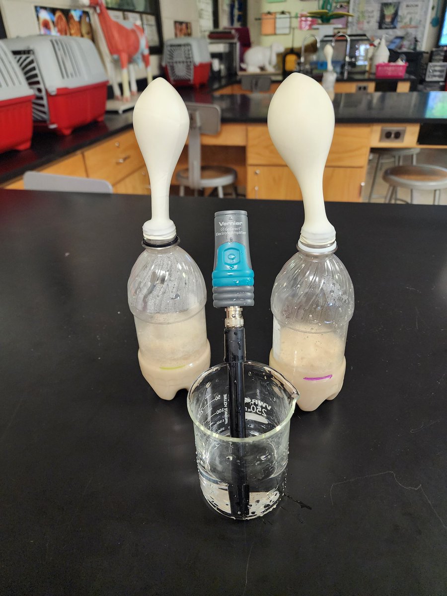 Ledford FFA / Ag Ed / C. Berrier (@ledford_ffa) on Twitter photo Students engage in hands-on activities in the lab, utilizing both technical & academic skills. They practice inquiry-based science to deepen their understanding & enhance their learning experience. <a href="/case4learning/">CASE 4 Learning</a> #microbialfermentation <a href="/VernierST/">Vernier Science Education</a> <a href="/CTEforNC/">NC Career and Technical Education</a> <a href="/LedfordProud/">Ledford Proud</a> <a href="/dcsnc/">@DCSNC</a> Students engage in hands-on activities in the lab, utilizing both technical & academic skills. They practice inquiry-based science to deepen their understanding & enhance their learning experience. <a href="/case4learning/">CASE 4 Learning</a> #microbialfermentation <a href="/VernierST/">Vernier Science Education</a> <a href="/CTEforNC/">NC Career and Technical Education</a> <a href="/LedfordProud/">Ledford Proud</a> <a href="/dcsnc/">@DCSNC</a>