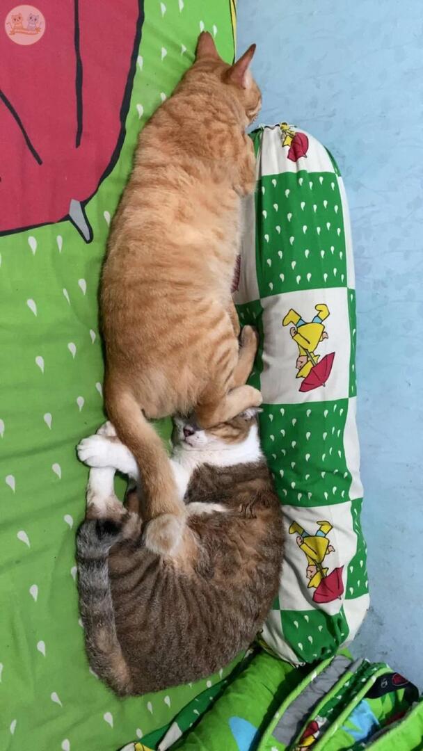 KochengFess v2 tweet media