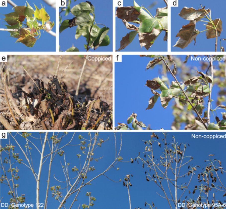 Populus trees' response to climate change is explored in a new study, offering key insights for conservation and management!👍
#climate #forest 
<a href="/Forestecosyst/">Forest Ecosystems</a> 
sciencedirect.com/science/articl…