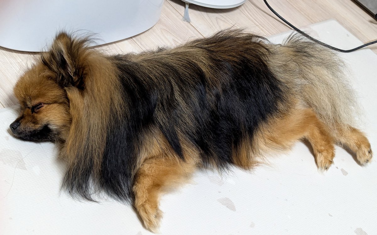 Design_Natsuko's tweet image. めちゃくちゃ好きな推しがいると幸福度アップするな。あとよく我が家に落ちてる犬が世界一可愛くてここからも定期的に幸せが供給されてる。