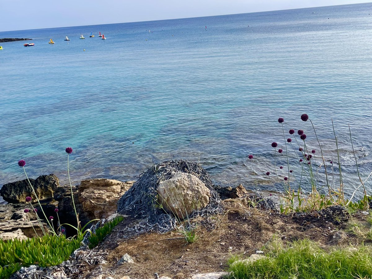 Alice Carter tweet media