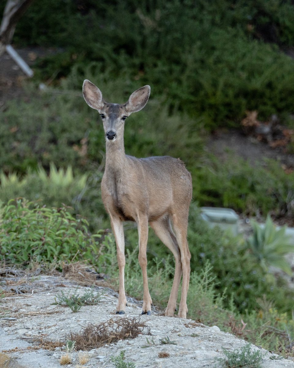 QP or share your deer shots. 🦌🤓 

This set of deer photos earned me an unexplained community guidelines strike on Instagram a few years back. The temporary deboost that followed motivated me to start posting photos on Twitter instead.