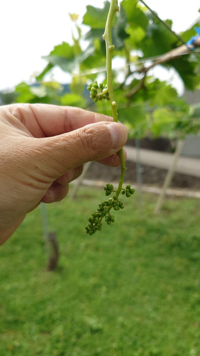 今は房作りをしています
画像はサンシャインレッド、5〜6cm
#サンシャインレッド