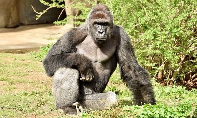FearedBuck's tweet photo. Today marks 9 years since Harambe’s death. https://t.co/LeSb5raVGn