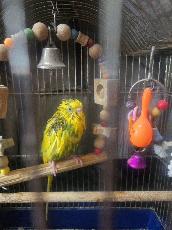 ロックなやちゅたん🐥⸒⸒