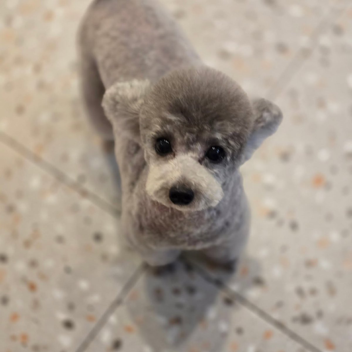 hourly_zero's tweet image. ZERO from grace_groom&apos;s IG

🐶🛁🩶