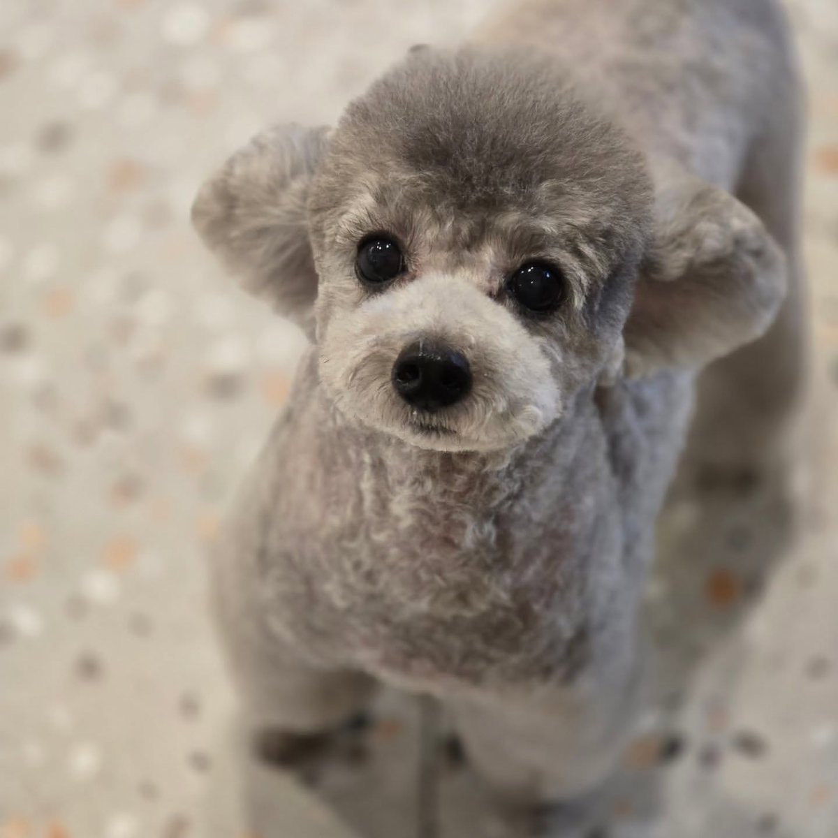 hourly_zero's tweet image. ZERO from grace_groom&apos;s IG

🐶🛁🩶