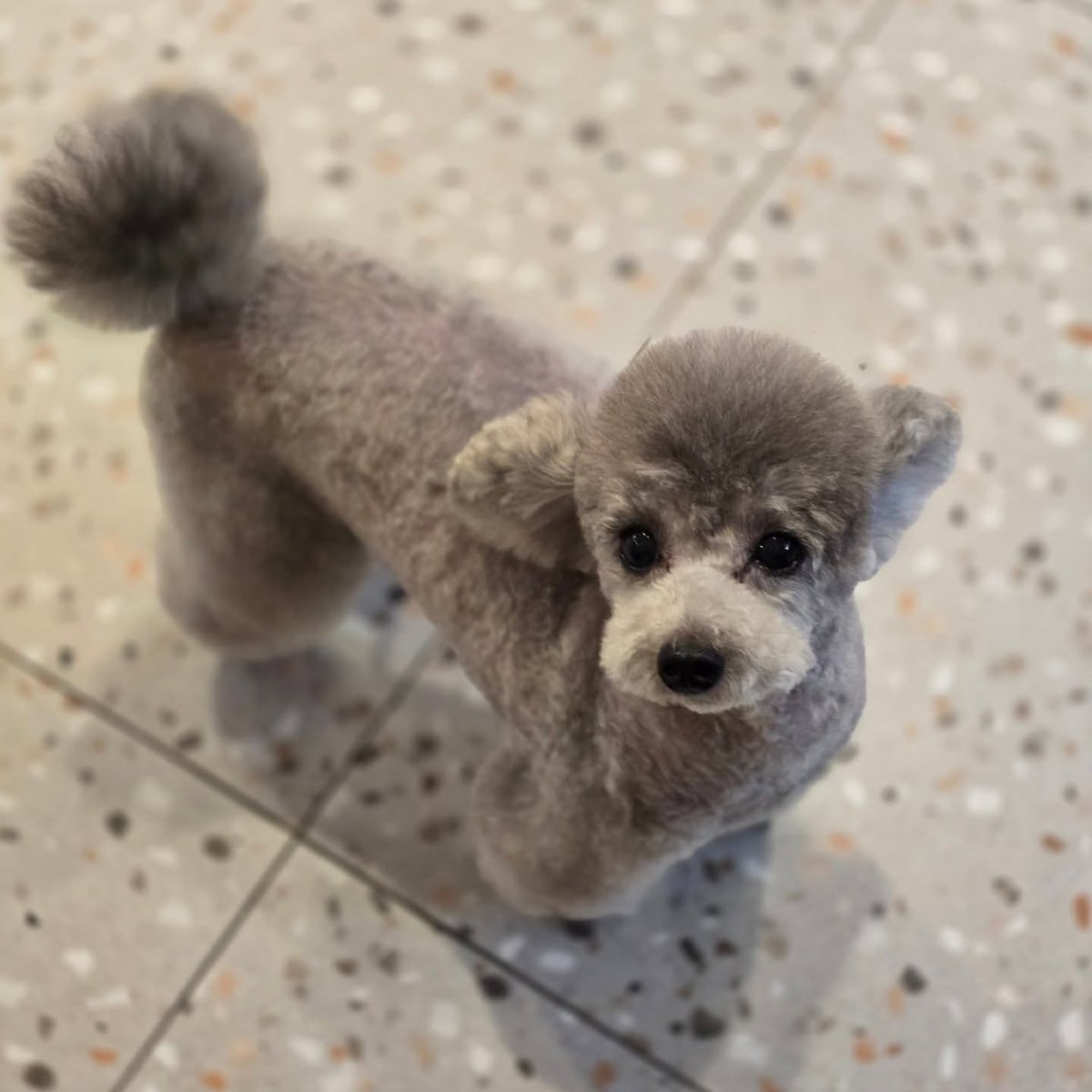 hourly_zero's tweet image. ZERO from grace_groom&apos;s IG

🐶🛁🩶