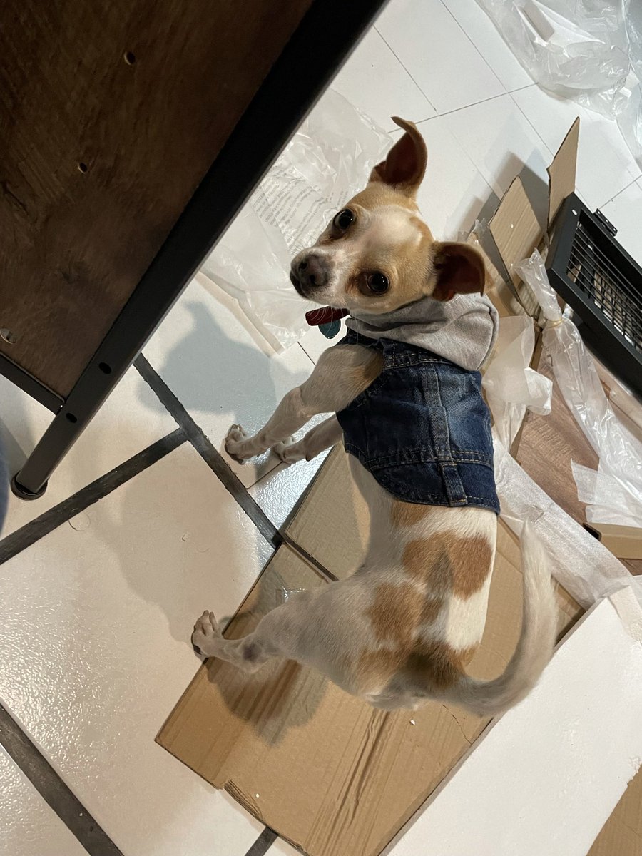 hkarat's tweet photo. @chico_tequila Justo el mío también se llama Bruno 😁 https://t.co/p7JIEeRuGG
