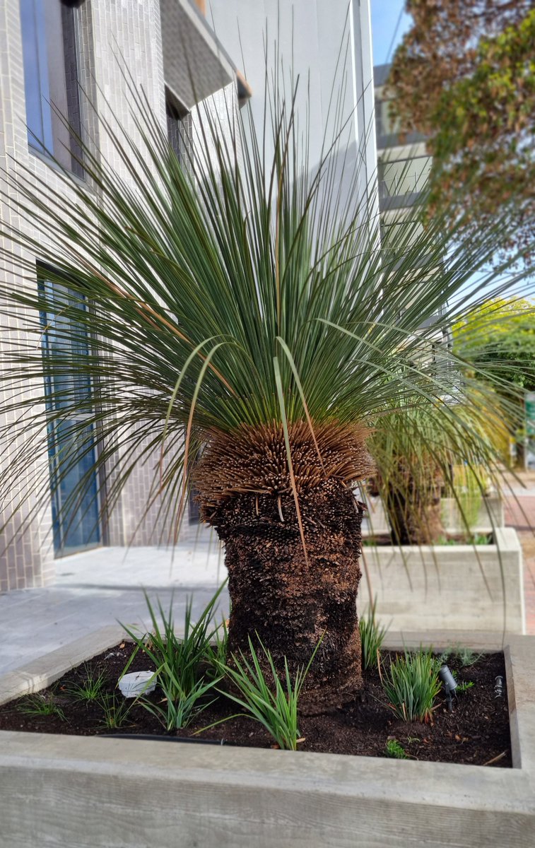 mudd_cloudy's tweet photo. Adorning the fontage of an austere city building on a busy road #grasstree https://t.co/QhAPhYgTeJ