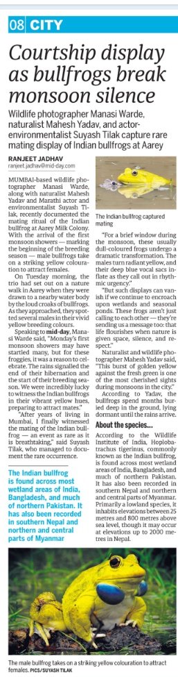 Rare sight at Aarey forest after Indian bullfrog mating ritual captured during the first monsoon showers.

mid-day.com/mumbai/mumbai-…

#Indianbullfrog #aareyforest #mumbai #wildmumbai #aareymilkcolony 

<a href="/suyashtlk/">Suyash Tilak...</a> <a href="/MahaForest/">Maha Forest Official</a> <a href="/ConserveAarey/">AareyConservationGrp #SaveAareyForest</a> <a href="/zoru75/">Zoru Bhathena</a> <a href="/moefcc/">MoEF&CC</a> <a href="/LotSatish/">Satis l</a> <a href="/gallopingeye/">Kunal Chaudhari</a>