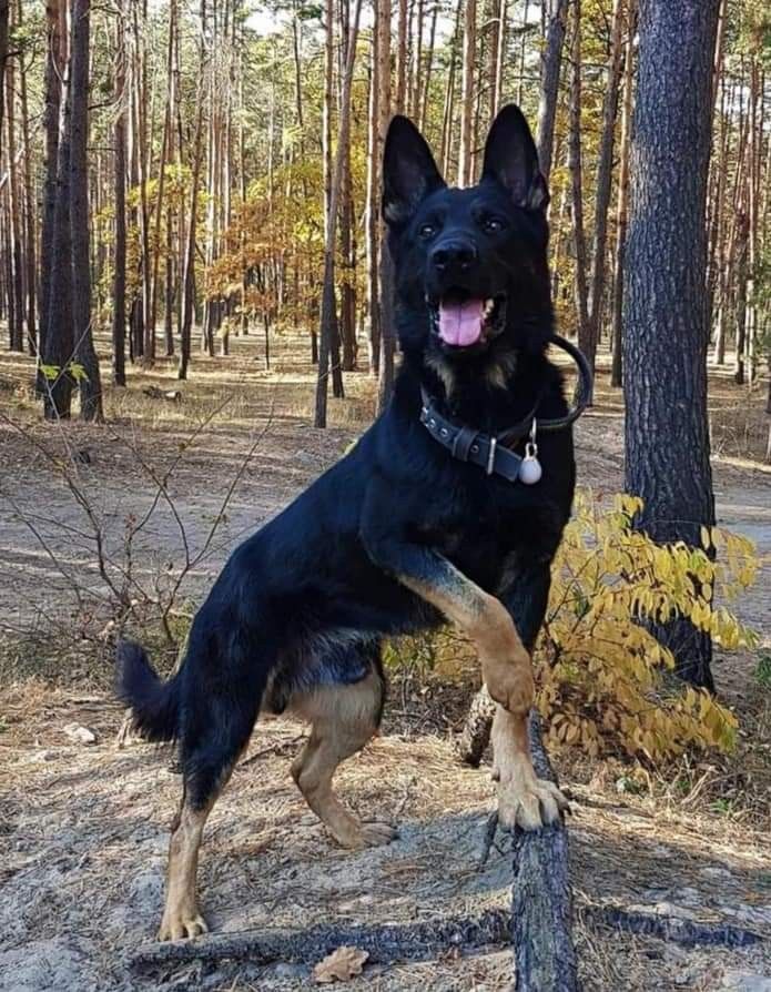 gsd_loversclub's tweet photo. #GermanShepherd #BlackGermanShepherd #DogInForest #DogLife #DogsofInstagram #AutumnVibes #PetPhotography #PlayfulDog #NatureDog #DogAdventure #HappyDog #InstaDog #ShepherdDog #DogLovers #OutdoorDog #FallFoliage #DogsofPinterest #K9Life #ActiveDog #ForestWalk https://t.co/mpJ8GrGLfg
