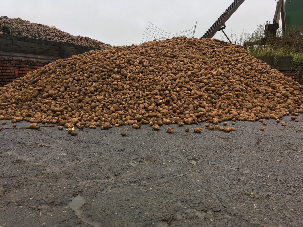 Mossgiel Organic Farm (@mossgielfarm) on Twitter photo WASTED
Years ago, in 2017, we bought a 20-tonnes of potatoes to feed our cows. They were cheap, and full of starch - ideal winter feed
But when the load arrived, we just stood there staring at them.
These weren’t rotten. They weren’t green. They weren’t bruised. - They were WASTED
Years ago, in 2017, we bought a 20-tonnes of potatoes to feed our cows. They were cheap, and full of starch - ideal winter feed
But when the load arrived, we just stood there staring at them.
These weren’t rotten. They weren’t green. They weren’t bruised. - They were