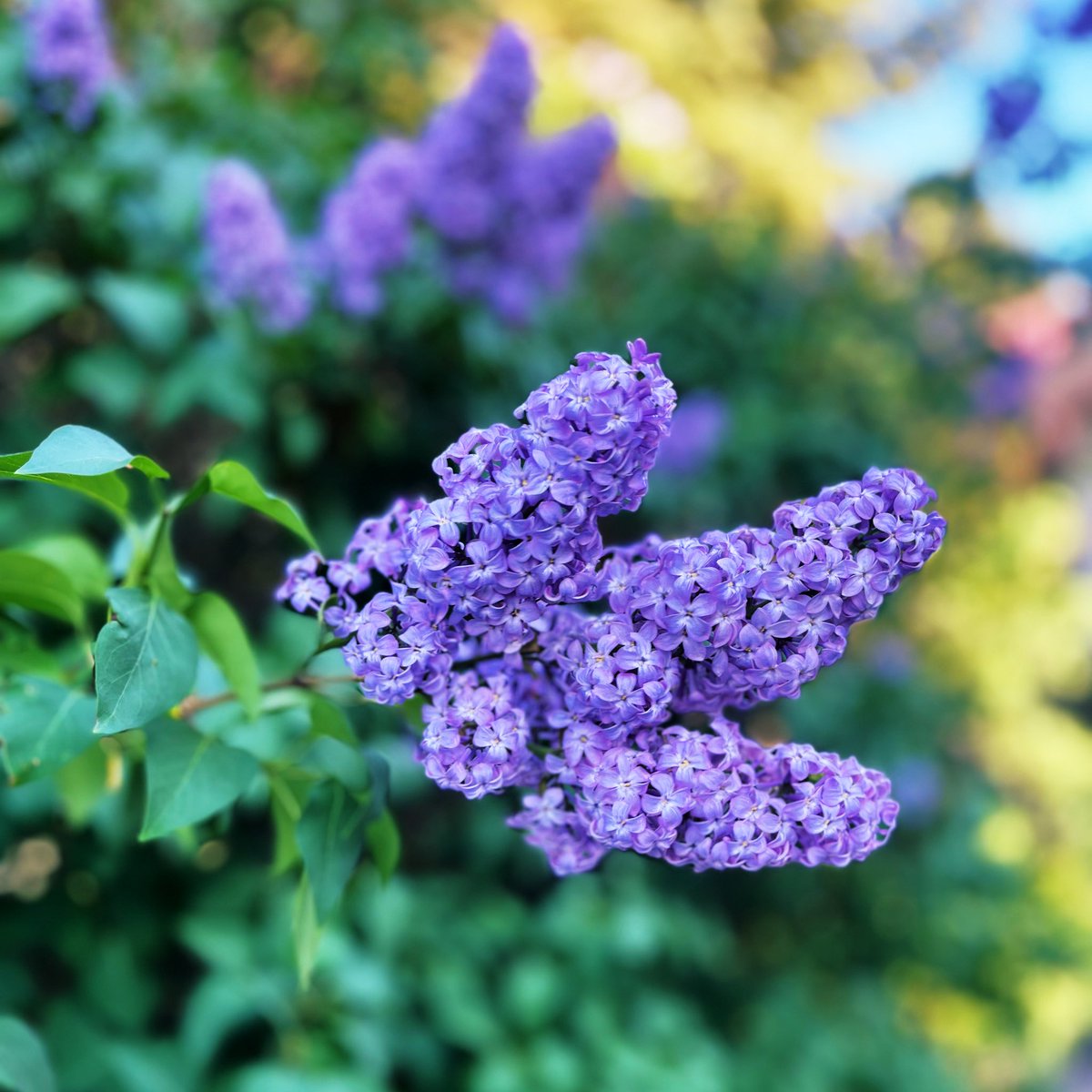Let’s see some purple from your gallery 💜