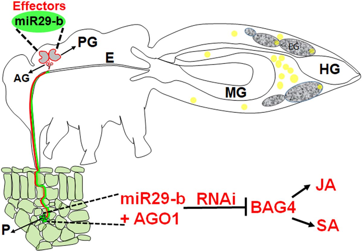 Volcani Institute (@volcaninstitute) on Twitter photo Dr. <a href="/MuradGhanim/">Murad Ghanim</a> studied how #Insects manipulate #plant immunity via a cross-kingdom small #RNA effector.
Plants have developed intricate immune responses to protect themselves from herbivores and pathogens.
In response, insect herbivores and pathogens have evolved Dr. <a href="/MuradGhanim/">Murad Ghanim</a> studied how #Insects manipulate #plant immunity via a cross-kingdom small #RNA effector.
Plants have developed intricate immune responses to protect themselves from herbivores and pathogens.
In response, insect herbivores and pathogens have evolved