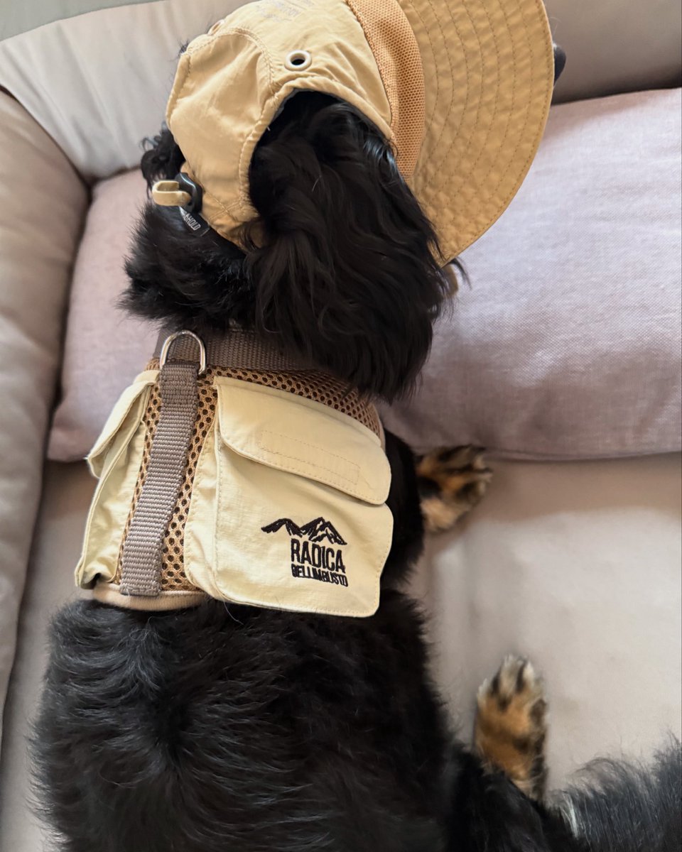 ebi_maca's tweet image. RADICAのベスト型のハーネス
保冷剤がポケットに入れられる🫶
帽子とこのハーネスで
これからの時期のお散歩準備万端🐶💕

#radica  #ミニチュアダックスフンド  
#ブラックタン 
#いぬ  #ハーネス