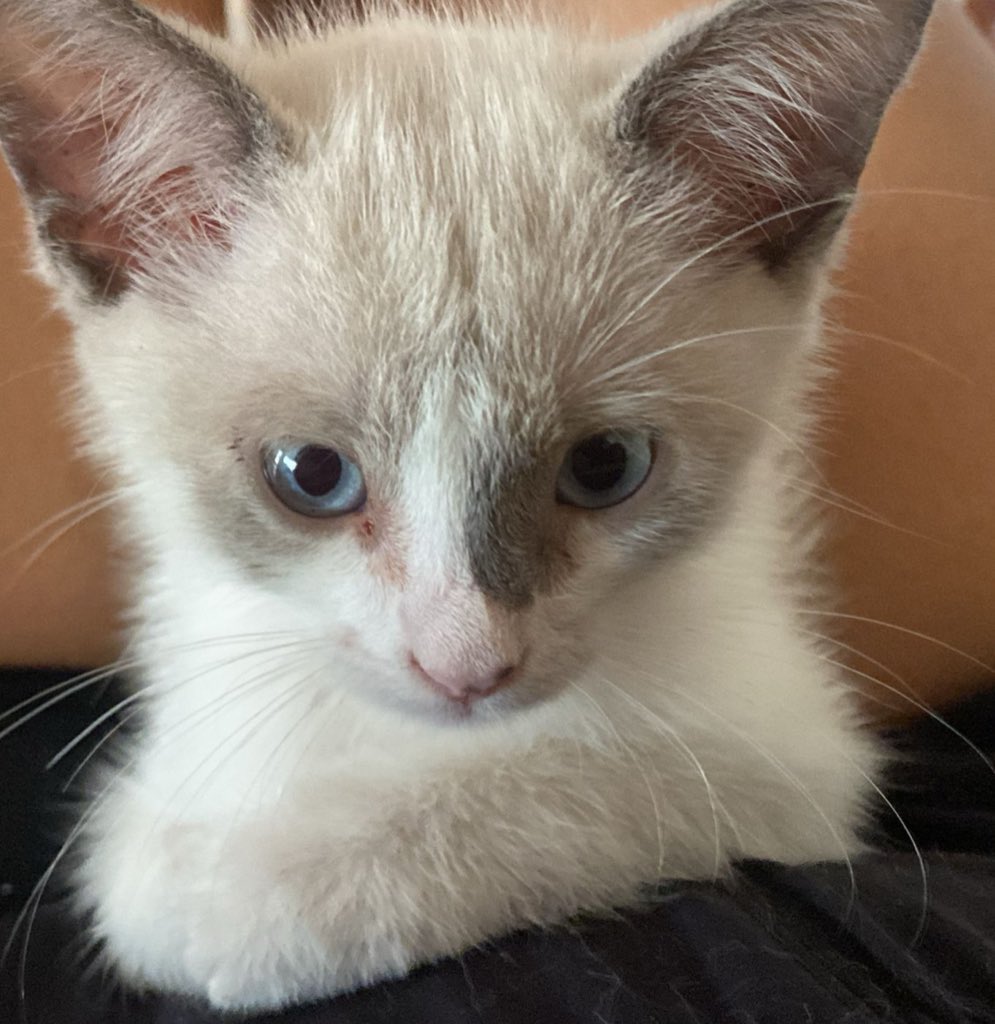 Alicia_MtzYuc's tweet photo. Ya un mes con este bebé en casa 🥰 #Gatitos #Siamés #SoyCoco https://t.co/PMbMPar3UA