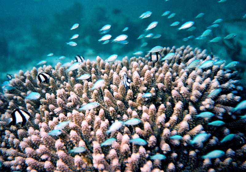 HainanToday's tweet photo. Every April and May, billions of coral polyps simultaneously release pink egg sacs. At the same time, scientists from the #Hainan #Xisha Marine Environment National Field Scientific Observation and Research Station are racing against time to promote the construction of the first batch of long-term fixed #coral #observation transects in the #SouthChinaSea, launching a crucial research plan concerning the survival of coral #ecosystems in the South China Sea.