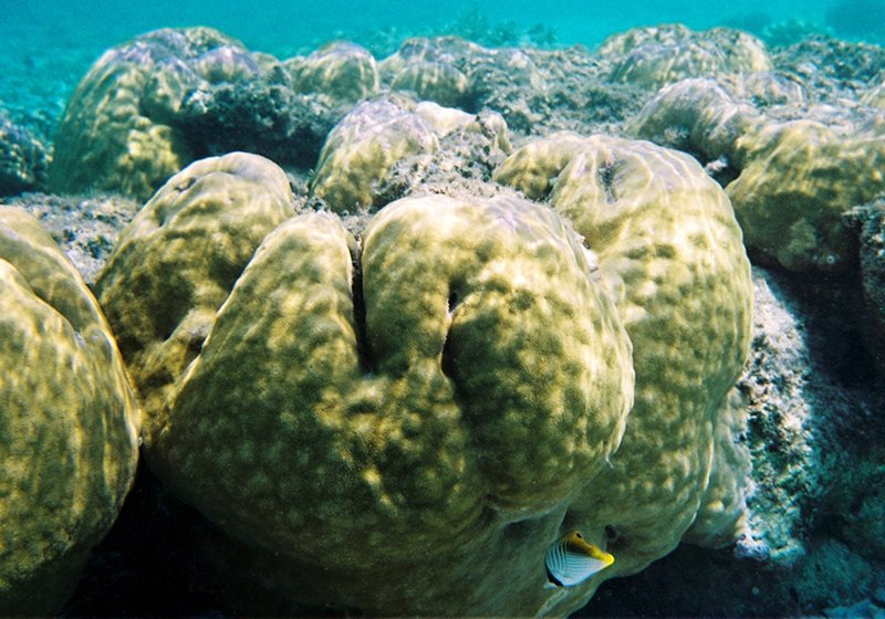 HainanToday's tweet photo. Every April and May, billions of coral polyps simultaneously release pink egg sacs. At the same time, scientists from the #Hainan #Xisha Marine Environment National Field Scientific Observation and Research Station are racing against time to promote the construction of the first batch of long-term fixed #coral #observation transects in the #SouthChinaSea, launching a crucial research plan concerning the survival of coral #ecosystems in the South China Sea.
