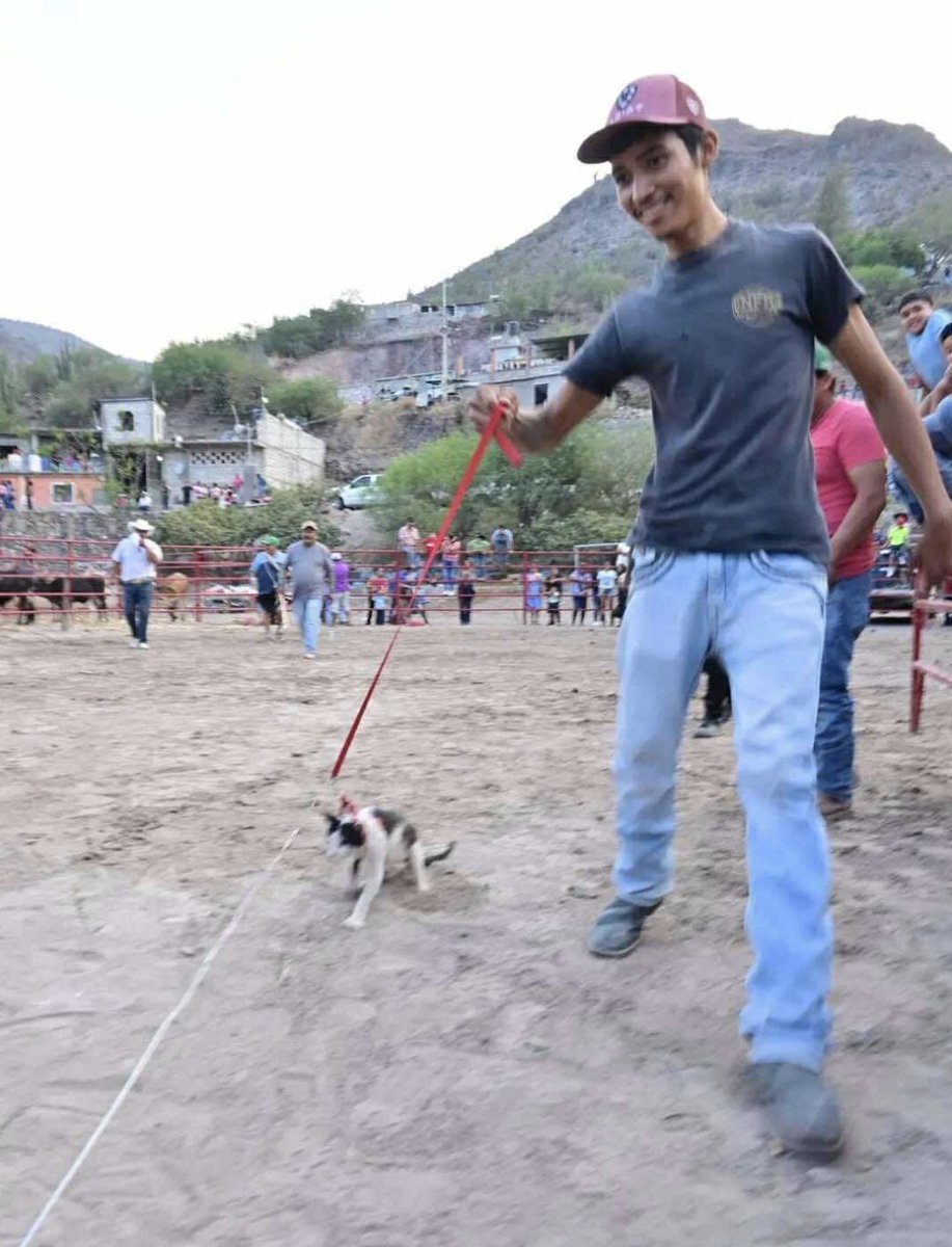 Que todo México se entere: en la comunidad de Huamúchil, Xichú, Gto, se justifica el maltrato animal con "usos y costumbres" En una fiesta patronal prendieron pirotecnia a gatos. Esta es la cara de quienes cometieron los crímenes ¡Esto no debe quedar impune! #NoAlMaltratoAnimal