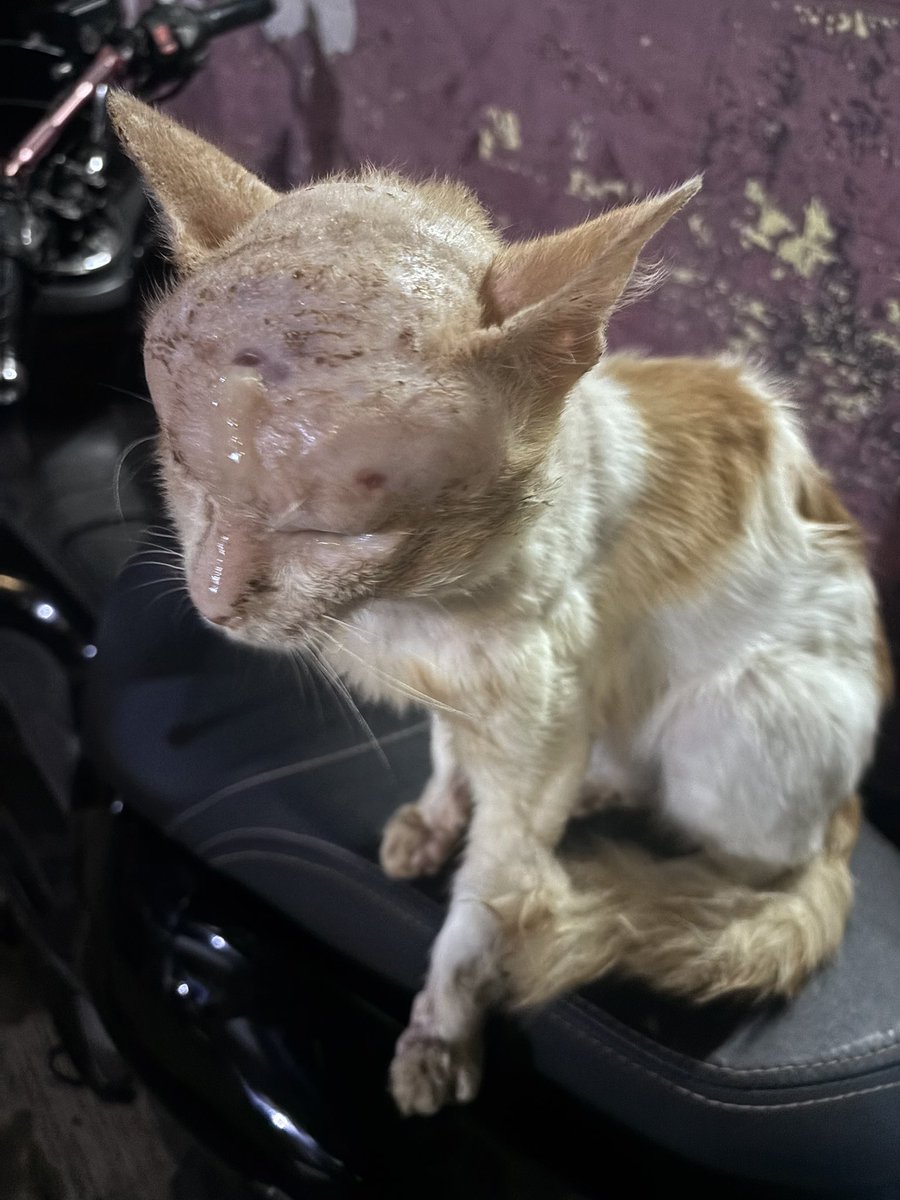 Adellataher's tweet photo. Panggil dia “Bob” 

Kucing yg dari tgl 12 May aku cari dan baru ketemu tadi malam. Tidak ada kendala selama proses rescue, memang sepertinya dia mau sembuh dan tau mau dibawa ke Dokter. 

Aku open donasi di No Rek BCA 6044746551 a.n Ratih Adella 🙏🏻 

Lanjut detail..👇🏻 https://t.co/KjSXFLglkK