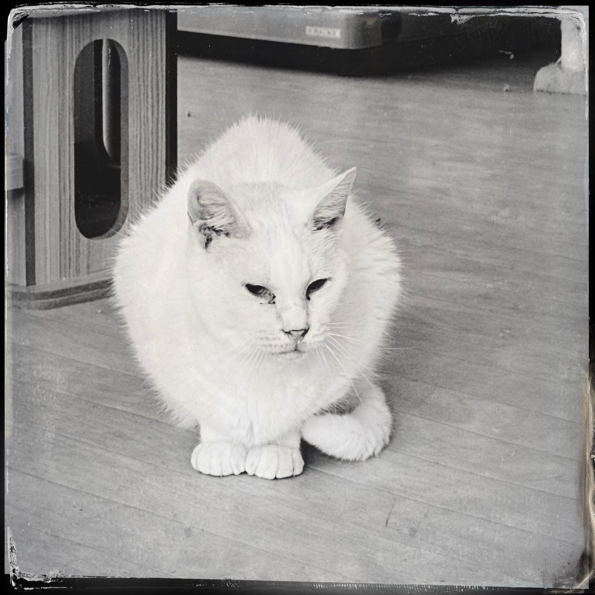 obi_wan_eclipse's tweet image. #Hipstamatic #Rudolph #DTypePlate #猫式 #猫 #cat #ShotoniPhone #ねこ #保護猫 #猫カフェ