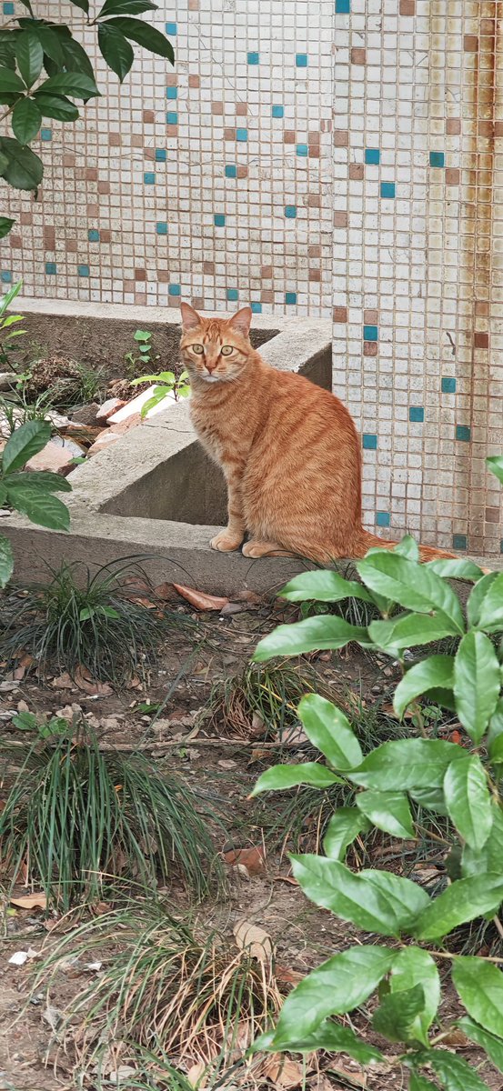 LauraRolla1's tweet photo. 好标致的橘猫 https://t.co/vBc5UVKq3E