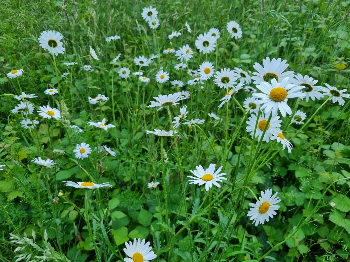 CPRE Hampshire, the countryside charity πππ (@cpre_hampshire) on Twitter photo Now is the perfect time to explore Hampshireβs #MagnificentMeadows! As you stroll through these magical landscapes, keep your eyes peeled for butterflies, bees & hoverflies buzzing busily among wildflowers galore. Discover where to visit cprehampshire.org.uk/news/half-termβ¦ <a href="/rachel_remnant/">Rachel Remnant</a> Now is the perfect time to explore Hampshireβs #MagnificentMeadows! As you stroll through these magical landscapes, keep your eyes peeled for butterflies, bees & hoverflies buzzing busily among wildflowers galore. Discover where to visit cprehampshire.org.uk/news/half-termβ¦ <a href="/rachel_remnant/">Rachel Remnant</a>