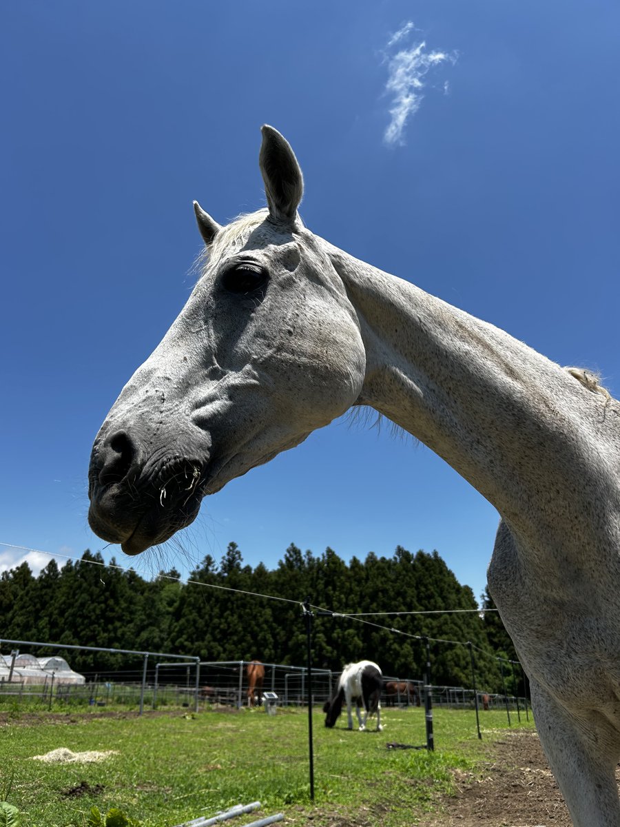 nhs0801's tweet photo. 今日も一日お疲れ様でした❣️
byクララちゃん🐴💕

#芦毛　#青空 https://t.co/dJHdg5JBZd