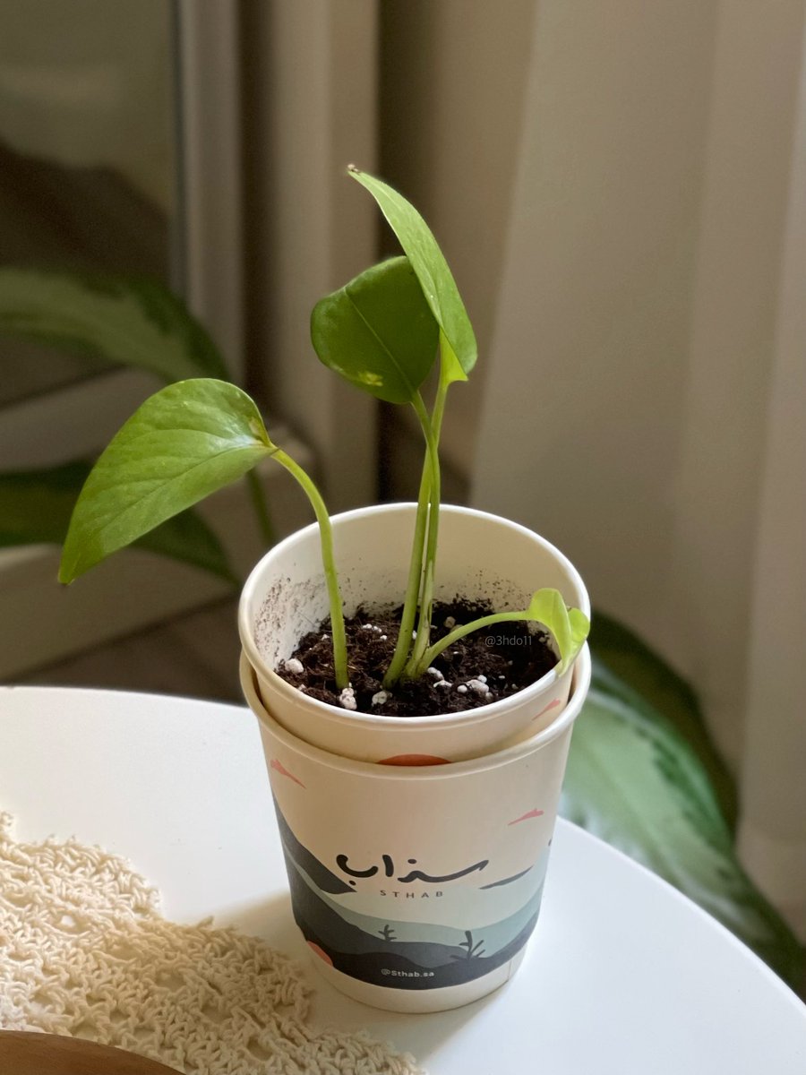 حين أحببت الكوب، منحته حياة🌱