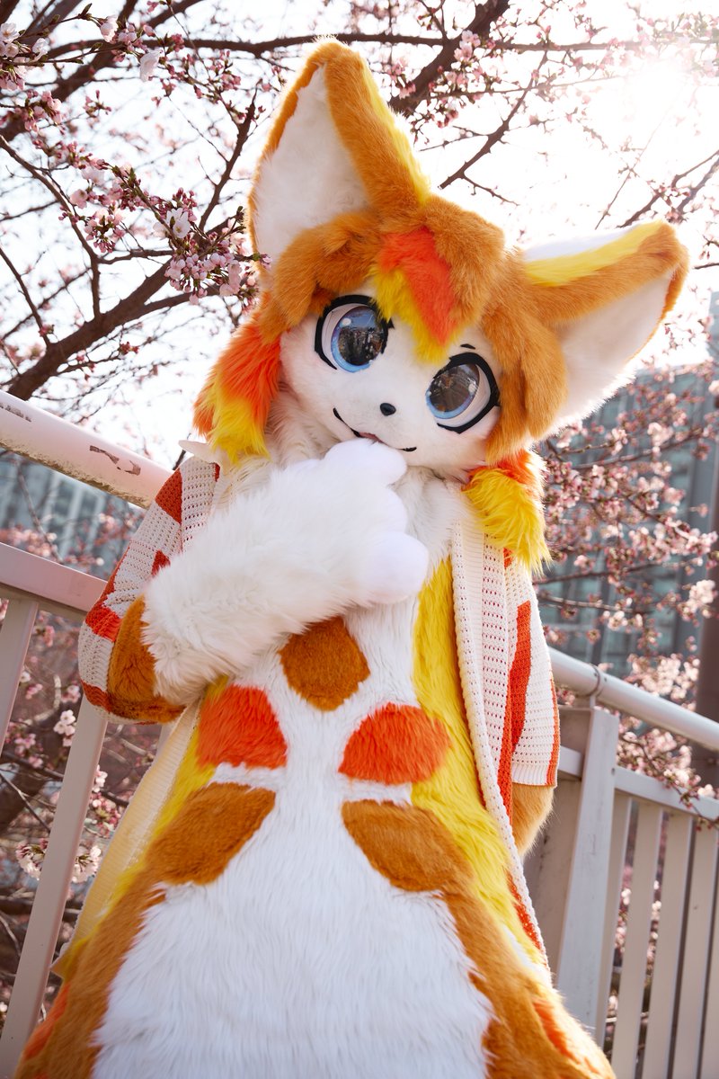 따라오고 있었던거야?
📸: <a href="/kemochuki/">Chuki</a>  #FursuitFriday #Amber_fox