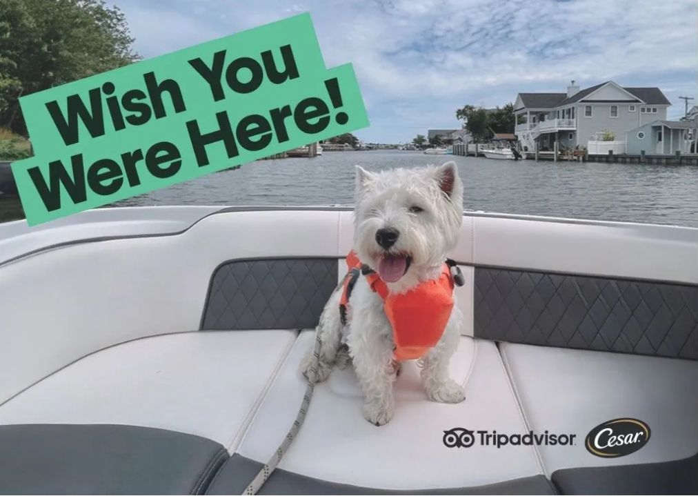 How about something totally different from the usual Cannes activity?

If you like dogs, you'll love this!

Tripadvisor, Mars and NDA plan canine capers in Cannes. 

buff.ly/lhVjw2A