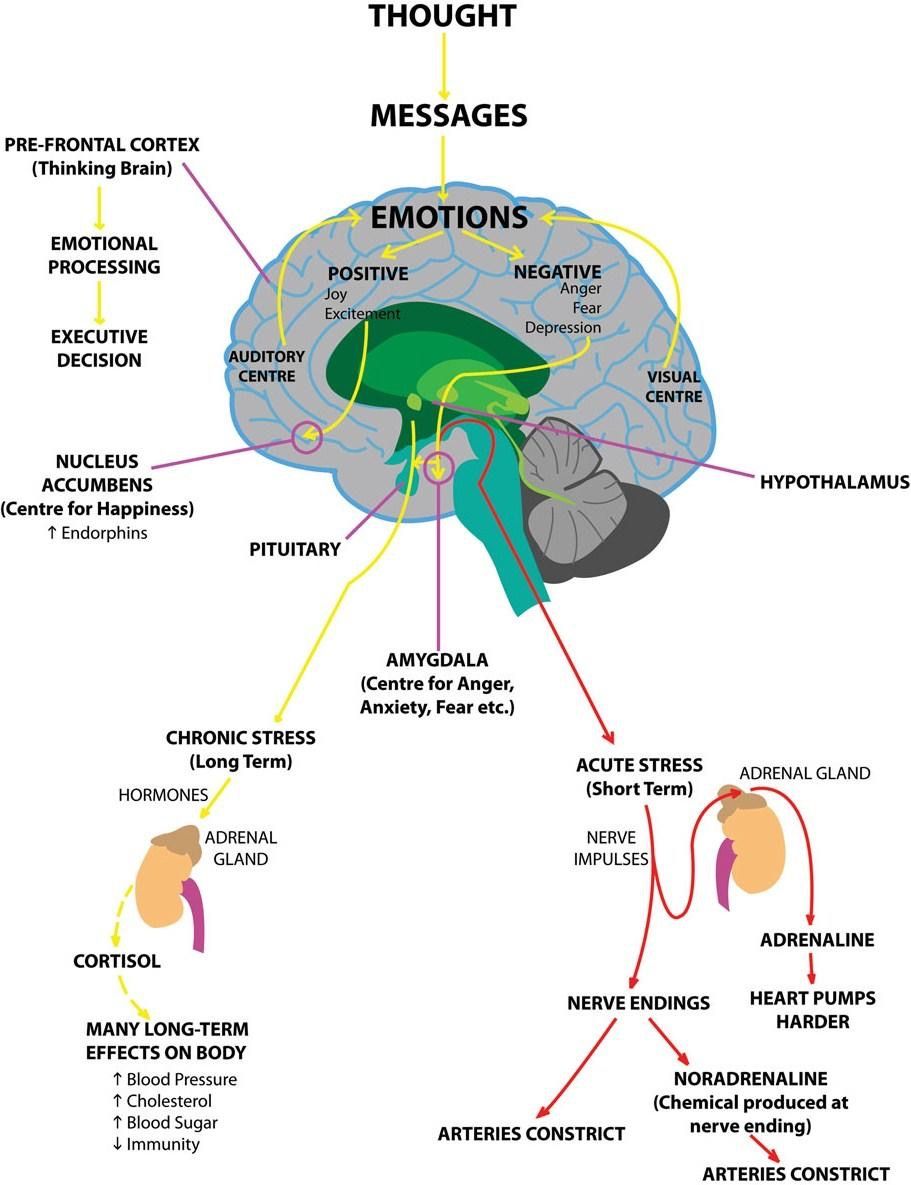 Do you know how your thoughts and emotions affect your body?