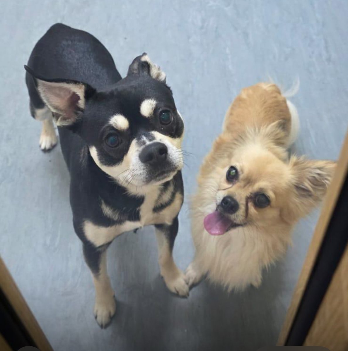 We've had a couple of paw-some visitors to the airport this morning! 🐶 🐶

Unfortunately for them, they didn't make it onto a flight, but they are being kept safe in our car parking office located at our Meet &amp; Greet car park if their owners would like to come and collect them.