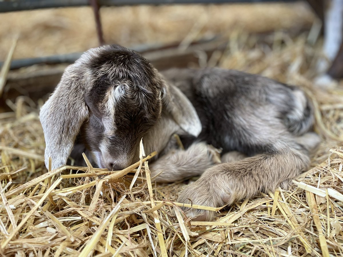 Say hello to Odin 🤩
He needed a little help making an appearance at 12.30 this morning as he is huge!! But first time mum Nula is very chuffed with him 🥰🐐
