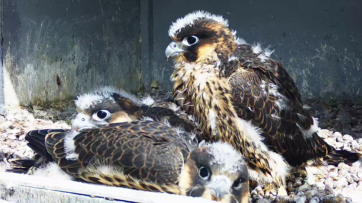 CromerPeregrine's tweet photo. All 3 back in the box https://t.co/C0ZQDuFYKN