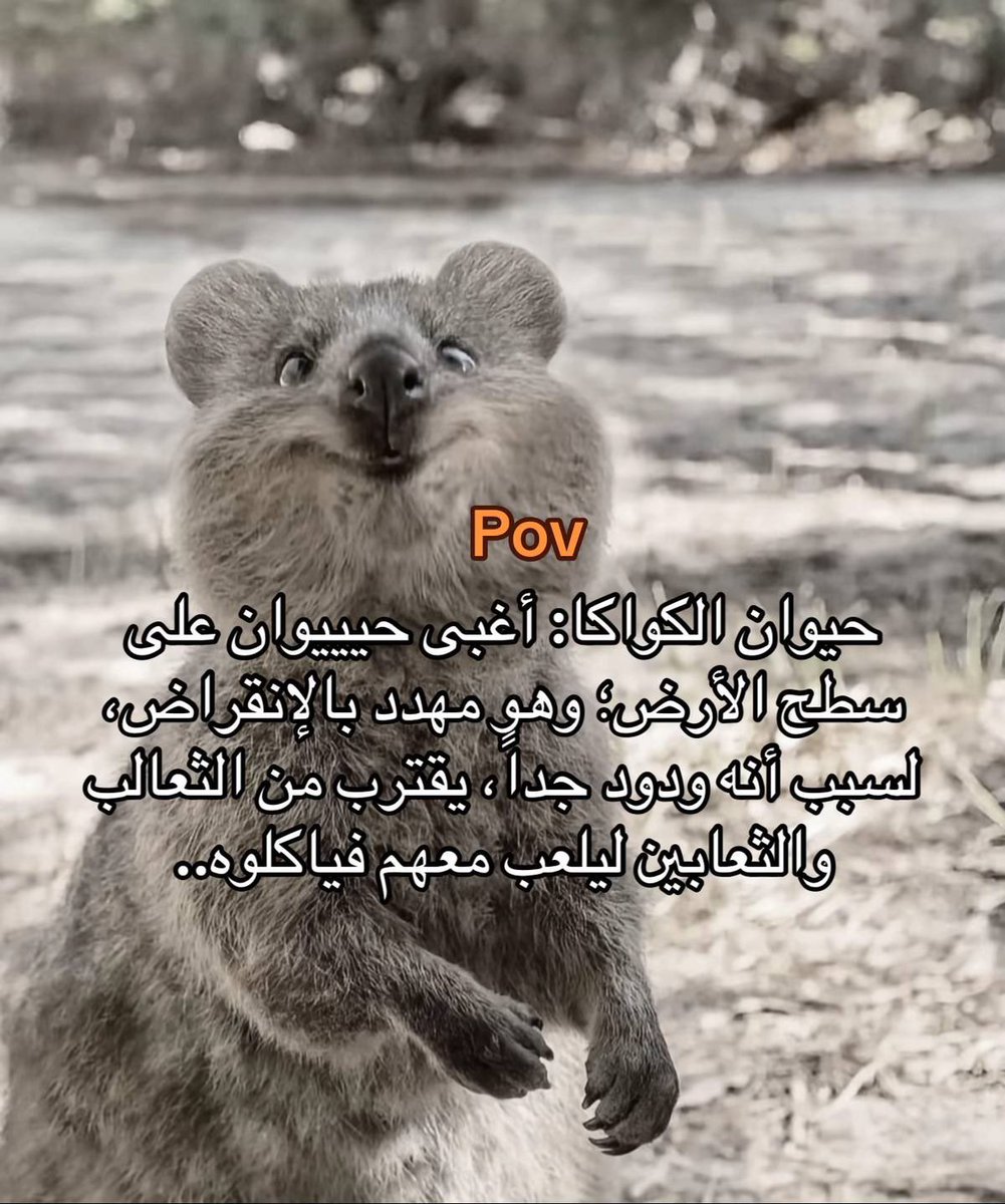 #حيوان #الكواكا
