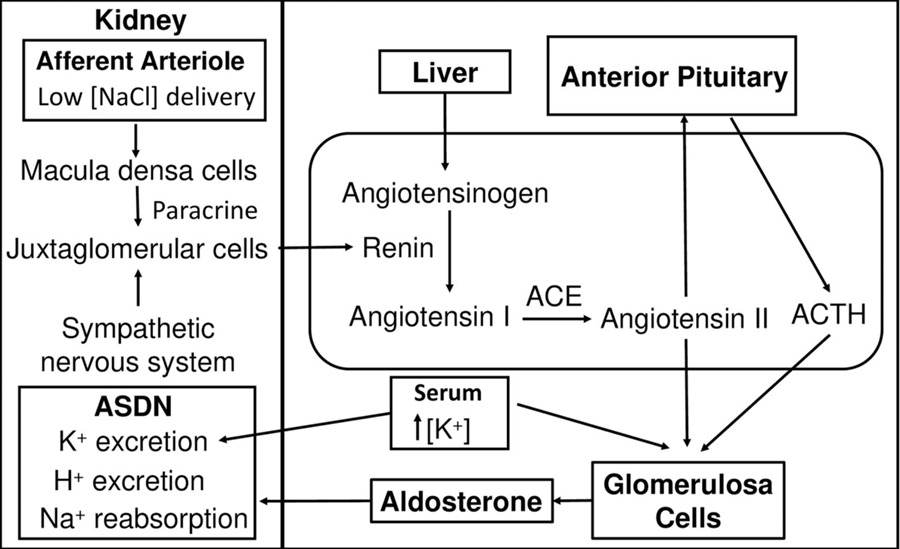 ckd_ce's tweet photo. 27) Not just #RAAS! #Aldosterone synthesis is also stimulated by:
 ✔️#Hyperkalemia
✔️Excess #sodium
✔️#Leptin (via obesity) - if you answered C, you were right!
 ✔️#ACTH (minorly)
See 🔓 https://t.co/BfGsb7PpQd https://t.co/xe4zh44UX0