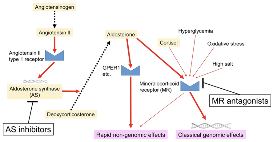 43) Medications modifying aldosterone and MR activation are needed to address these issues
✔️MRAs
▶️ Steroidal: Spironolactone, Eplerenone
 ▶️ Nonsteroidal: Finerenone, Esaxerenone
✔️Aldosterone  synthase inhibitors → block synthesis upstream
🔓 pubmed.ncbi.nlm.nih.gov/36653520/
