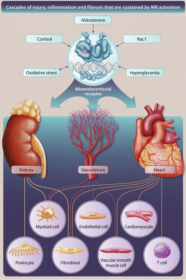 33c) This isn’t just salt and water—it’s a fibrotic, pro-inflammatory cascade damaging heart and kidney.
🔓 ajkd.org/article/S0272-…
